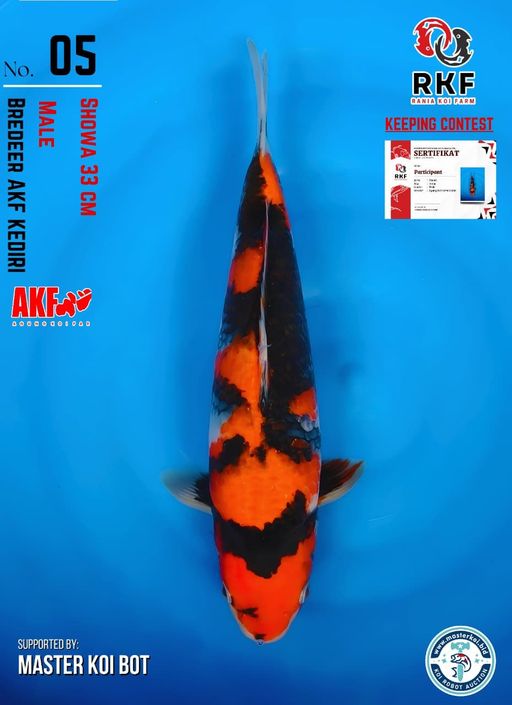 Lelang Koi Online, Jual Beli Ikan Koi, Pusat Jual Beli Koi, Info Lelang Koi Hari Ini, Platform Jual Beli Koi, Jual Beli Ikan Koi Online, Marketplace Ikan Koi, Jual Koi Terbaik, Tempat Beli Koi Berkualitas, Pasar Ikan Koi Online Terpercaya, Penjual Ikan Koi Terpercaya, Beli Koi Hias Online, Ikan Koi untuk Dijual, Koi Kualitas Terbaik, Toko Online Ikan Koi, Koi Hias Untuk Dijual, Jual Beli Ikan Koi Lokal, Koi Indonesia Online, Pusat Jual Beli Koi Terbesar