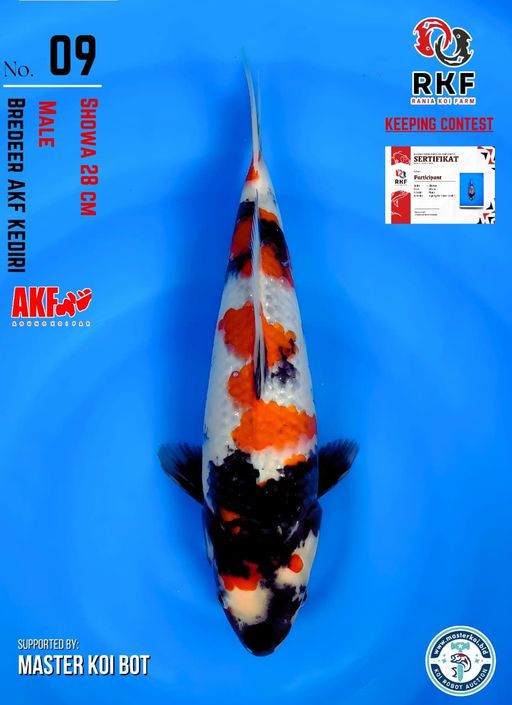 Lelang Koi Online, Jual Beli Ikan Koi, Pusat Jual Beli Koi, Info Lelang Koi Hari Ini, Platform Jual Beli Koi, Jual Beli Ikan Koi Online, Marketplace Ikan Koi, Jual Koi Terbaik, Tempat Beli Koi Berkualitas, Pasar Ikan Koi Online Terpercaya, Penjual Ikan Koi Terpercaya, Beli Koi Hias Online, Ikan Koi untuk Dijual, Koi Kualitas Terbaik, Toko Online Ikan Koi, Koi Hias Untuk Dijual, Jual Beli Ikan Koi Lokal, Koi Indonesia Online, Pusat Jual Beli Koi Terbesar