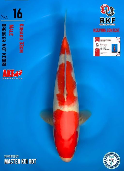 Lelang Koi Online, Jual Beli Ikan Koi, Pusat Jual Beli Koi, Info Lelang Koi Hari Ini, Platform Jual Beli Koi, Jual Beli Ikan Koi Online, Marketplace Ikan Koi, Jual Koi Terbaik, Tempat Beli Koi Berkualitas, Pasar Ikan Koi Online Terpercaya, Penjual Ikan Koi Terpercaya, Beli Koi Hias Online, Ikan Koi untuk Dijual, Koi Kualitas Terbaik, Toko Online Ikan Koi, Koi Hias Untuk Dijual, Jual Beli Ikan Koi Lokal, Koi Indonesia Online, Pusat Jual Beli Koi Terbesar