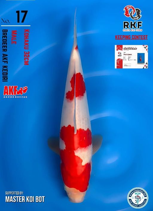 Lelang Koi Online, Jual Beli Ikan Koi, Pusat Jual Beli Koi, Info Lelang Koi Hari Ini, Platform Jual Beli Koi, Jual Beli Ikan Koi Online, Marketplace Ikan Koi, Jual Koi Terbaik, Tempat Beli Koi Berkualitas, Pasar Ikan Koi Online Terpercaya, Penjual Ikan Koi Terpercaya, Beli Koi Hias Online, Ikan Koi untuk Dijual, Koi Kualitas Terbaik, Toko Online Ikan Koi, Koi Hias Untuk Dijual, Jual Beli Ikan Koi Lokal, Koi Indonesia Online, Pusat Jual Beli Koi Terbesar