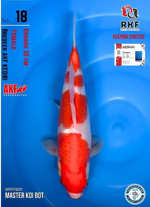 Lelang Koi Online, Jual Beli Ikan Koi, Pusat Jual Beli Koi, Info Lelang Koi Hari Ini, Platform Jual Beli Koi, Jual Beli Ikan Koi Online, Marketplace Ikan Koi, Jual Koi Terbaik, Tempat Beli Koi Berkualitas, Pasar Ikan Koi Online Terpercaya, Penjual Ikan Koi Terpercaya, Beli Koi Hias Online, Ikan Koi untuk Dijual, Koi Kualitas Terbaik, Toko Online Ikan Koi, Koi Hias Untuk Dijual, Jual Beli Ikan Koi Lokal, Koi Indonesia Online, Pusat Jual Beli Koi Terbesar