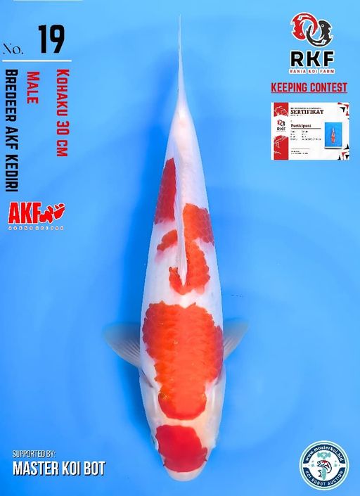 Lelang Koi Online, Jual Beli Ikan Koi, Pusat Jual Beli Koi, Info Lelang Koi Hari Ini, Platform Jual Beli Koi, Jual Beli Ikan Koi Online, Marketplace Ikan Koi, Jual Koi Terbaik, Tempat Beli Koi Berkualitas, Pasar Ikan Koi Online Terpercaya, Penjual Ikan Koi Terpercaya, Beli Koi Hias Online, Ikan Koi untuk Dijual, Koi Kualitas Terbaik, Toko Online Ikan Koi, Koi Hias Untuk Dijual, Jual Beli Ikan Koi Lokal, Koi Indonesia Online, Pusat Jual Beli Koi Terbesar