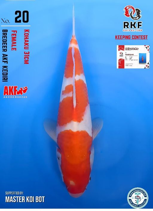 Lelang Koi Online, Jual Beli Ikan Koi, Pusat Jual Beli Koi, Info Lelang Koi Hari Ini, Platform Jual Beli Koi, Jual Beli Ikan Koi Online, Marketplace Ikan Koi, Jual Koi Terbaik, Tempat Beli Koi Berkualitas, Pasar Ikan Koi Online Terpercaya, Penjual Ikan Koi Terpercaya, Beli Koi Hias Online, Ikan Koi untuk Dijual, Koi Kualitas Terbaik, Toko Online Ikan Koi, Koi Hias Untuk Dijual, Jual Beli Ikan Koi Lokal, Koi Indonesia Online, Pusat Jual Beli Koi Terbesar