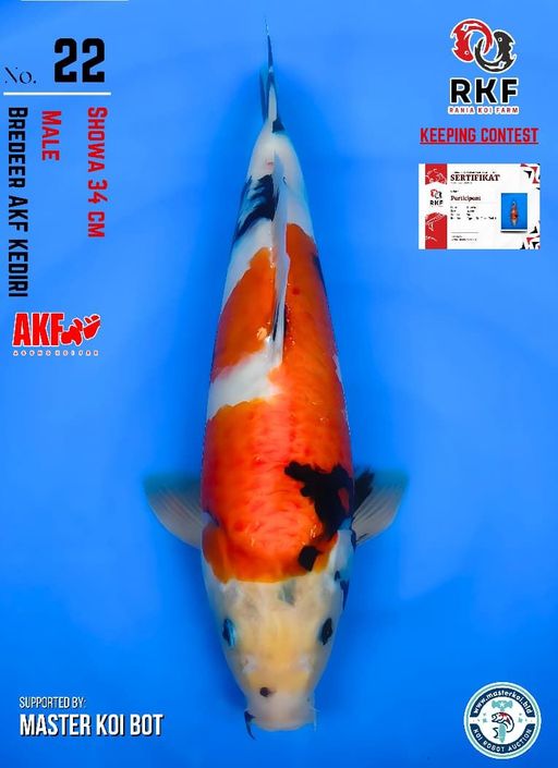 Lelang Koi Online, Jual Beli Ikan Koi, Pusat Jual Beli Koi, Info Lelang Koi Hari Ini, Platform Jual Beli Koi, Jual Beli Ikan Koi Online, Marketplace Ikan Koi, Jual Koi Terbaik, Tempat Beli Koi Berkualitas, Pasar Ikan Koi Online Terpercaya, Penjual Ikan Koi Terpercaya, Beli Koi Hias Online, Ikan Koi untuk Dijual, Koi Kualitas Terbaik, Toko Online Ikan Koi, Koi Hias Untuk Dijual, Jual Beli Ikan Koi Lokal, Koi Indonesia Online, Pusat Jual Beli Koi Terbesar