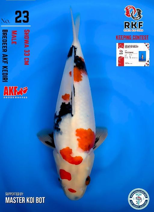 Lelang Koi Online, Jual Beli Ikan Koi, Pusat Jual Beli Koi, Info Lelang Koi Hari Ini, Platform Jual Beli Koi, Jual Beli Ikan Koi Online, Marketplace Ikan Koi, Jual Koi Terbaik, Tempat Beli Koi Berkualitas, Pasar Ikan Koi Online Terpercaya, Penjual Ikan Koi Terpercaya, Beli Koi Hias Online, Ikan Koi untuk Dijual, Koi Kualitas Terbaik, Toko Online Ikan Koi, Koi Hias Untuk Dijual, Jual Beli Ikan Koi Lokal, Koi Indonesia Online, Pusat Jual Beli Koi Terbesar