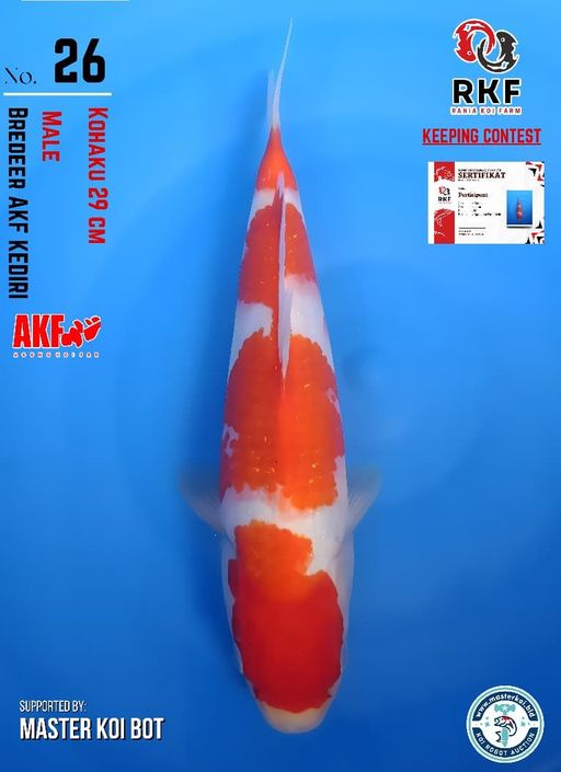 Lelang Koi Online, Jual Beli Ikan Koi, Pusat Jual Beli Koi, Info Lelang Koi Hari Ini, Platform Jual Beli Koi, Jual Beli Ikan Koi Online, Marketplace Ikan Koi, Jual Koi Terbaik, Tempat Beli Koi Berkualitas, Pasar Ikan Koi Online Terpercaya, Penjual Ikan Koi Terpercaya, Beli Koi Hias Online, Ikan Koi untuk Dijual, Koi Kualitas Terbaik, Toko Online Ikan Koi, Koi Hias Untuk Dijual, Jual Beli Ikan Koi Lokal, Koi Indonesia Online, Pusat Jual Beli Koi Terbesar