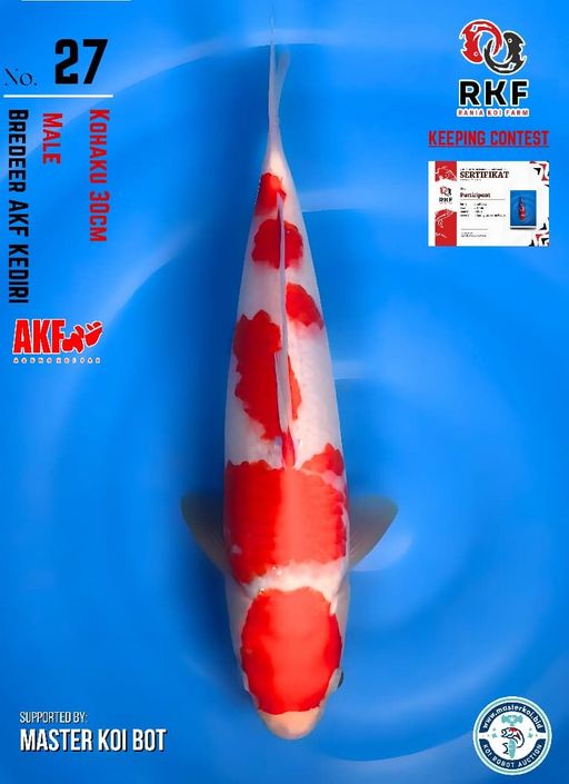 Lelang Koi Online, Jual Beli Ikan Koi, Pusat Jual Beli Koi, Info Lelang Koi Hari Ini, Platform Jual Beli Koi, Jual Beli Ikan Koi Online, Marketplace Ikan Koi, Jual Koi Terbaik, Tempat Beli Koi Berkualitas, Pasar Ikan Koi Online Terpercaya, Penjual Ikan Koi Terpercaya, Beli Koi Hias Online, Ikan Koi untuk Dijual, Koi Kualitas Terbaik, Toko Online Ikan Koi, Koi Hias Untuk Dijual, Jual Beli Ikan Koi Lokal, Koi Indonesia Online, Pusat Jual Beli Koi Terbesar