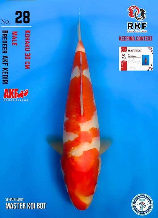 Lelang Koi Online, Jual Beli Ikan Koi, Pusat Jual Beli Koi, Info Lelang Koi Hari Ini, Platform Jual Beli Koi, Jual Beli Ikan Koi Online, Marketplace Ikan Koi, Jual Koi Terbaik, Tempat Beli Koi Berkualitas, Pasar Ikan Koi Online Terpercaya, Penjual Ikan Koi Terpercaya, Beli Koi Hias Online, Ikan Koi untuk Dijual, Koi Kualitas Terbaik, Toko Online Ikan Koi, Koi Hias Untuk Dijual, Jual Beli Ikan Koi Lokal, Koi Indonesia Online, Pusat Jual Beli Koi Terbesar