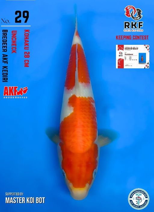Lelang Koi Online, Jual Beli Ikan Koi, Pusat Jual Beli Koi, Info Lelang Koi Hari Ini, Platform Jual Beli Koi, Jual Beli Ikan Koi Online, Marketplace Ikan Koi, Jual Koi Terbaik, Tempat Beli Koi Berkualitas, Pasar Ikan Koi Online Terpercaya, Penjual Ikan Koi Terpercaya, Beli Koi Hias Online, Ikan Koi untuk Dijual, Koi Kualitas Terbaik, Toko Online Ikan Koi, Koi Hias Untuk Dijual, Jual Beli Ikan Koi Lokal, Koi Indonesia Online, Pusat Jual Beli Koi Terbesar