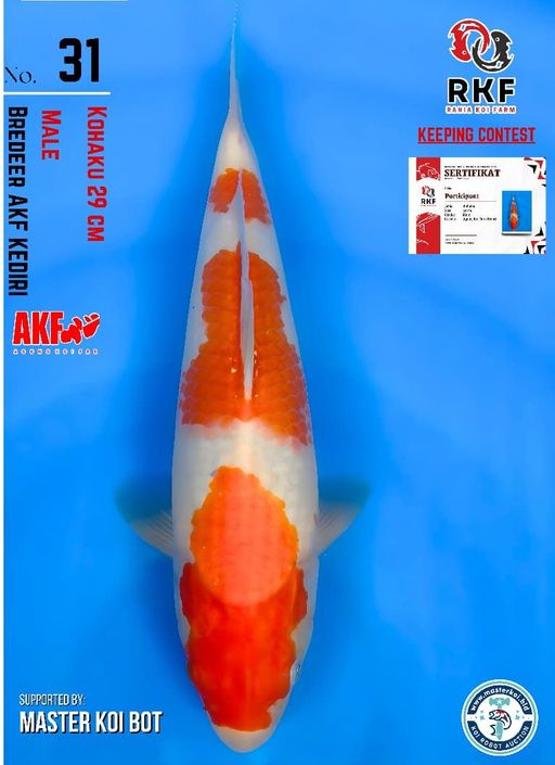 Lelang Koi Online, Jual Beli Ikan Koi, Pusat Jual Beli Koi, Info Lelang Koi Hari Ini, Platform Jual Beli Koi, Jual Beli Ikan Koi Online, Marketplace Ikan Koi, Jual Koi Terbaik, Tempat Beli Koi Berkualitas, Pasar Ikan Koi Online Terpercaya, Penjual Ikan Koi Terpercaya, Beli Koi Hias Online, Ikan Koi untuk Dijual, Koi Kualitas Terbaik, Toko Online Ikan Koi, Koi Hias Untuk Dijual, Jual Beli Ikan Koi Lokal, Koi Indonesia Online, Pusat Jual Beli Koi Terbesar