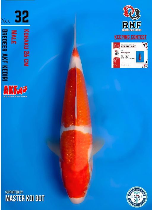 Lelang Koi Online, Jual Beli Ikan Koi, Pusat Jual Beli Koi, Info Lelang Koi Hari Ini, Platform Jual Beli Koi, Jual Beli Ikan Koi Online, Marketplace Ikan Koi, Jual Koi Terbaik, Tempat Beli Koi Berkualitas, Pasar Ikan Koi Online Terpercaya, Penjual Ikan Koi Terpercaya, Beli Koi Hias Online, Ikan Koi untuk Dijual, Koi Kualitas Terbaik, Toko Online Ikan Koi, Koi Hias Untuk Dijual, Jual Beli Ikan Koi Lokal, Koi Indonesia Online, Pusat Jual Beli Koi Terbesar