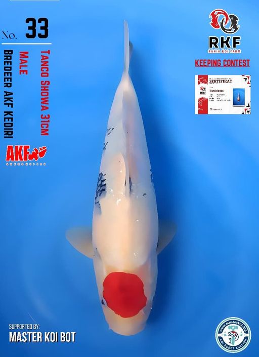 Lelang Koi Online, Jual Beli Ikan Koi, Pusat Jual Beli Koi, Info Lelang Koi Hari Ini, Platform Jual Beli Koi, Jual Beli Ikan Koi Online, Marketplace Ikan Koi, Jual Koi Terbaik, Tempat Beli Koi Berkualitas, Pasar Ikan Koi Online Terpercaya, Penjual Ikan Koi Terpercaya, Beli Koi Hias Online, Ikan Koi untuk Dijual, Koi Kualitas Terbaik, Toko Online Ikan Koi, Koi Hias Untuk Dijual, Jual Beli Ikan Koi Lokal, Koi Indonesia Online, Pusat Jual Beli Koi Terbesar