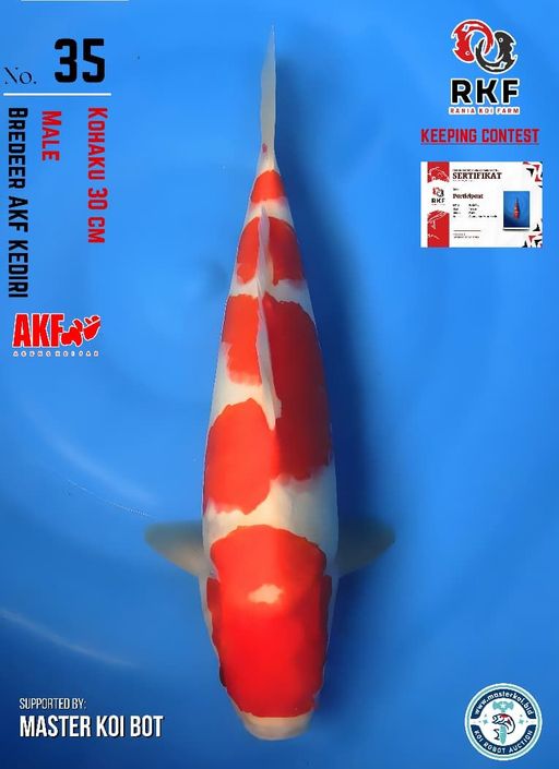 Lelang Koi Online, Jual Beli Ikan Koi, Pusat Jual Beli Koi, Info Lelang Koi Hari Ini, Platform Jual Beli Koi, Jual Beli Ikan Koi Online, Marketplace Ikan Koi, Jual Koi Terbaik, Tempat Beli Koi Berkualitas, Pasar Ikan Koi Online Terpercaya, Penjual Ikan Koi Terpercaya, Beli Koi Hias Online, Ikan Koi untuk Dijual, Koi Kualitas Terbaik, Toko Online Ikan Koi, Koi Hias Untuk Dijual, Jual Beli Ikan Koi Lokal, Koi Indonesia Online, Pusat Jual Beli Koi Terbesar