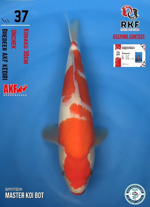 Lelang Koi Online, Jual Beli Ikan Koi, Pusat Jual Beli Koi, Info Lelang Koi Hari Ini, Platform Jual Beli Koi, Jual Beli Ikan Koi Online, Marketplace Ikan Koi, Jual Koi Terbaik, Tempat Beli Koi Berkualitas, Pasar Ikan Koi Online Terpercaya, Penjual Ikan Koi Terpercaya, Beli Koi Hias Online, Ikan Koi untuk Dijual, Koi Kualitas Terbaik, Toko Online Ikan Koi, Koi Hias Untuk Dijual, Jual Beli Ikan Koi Lokal, Koi Indonesia Online, Pusat Jual Beli Koi Terbesar