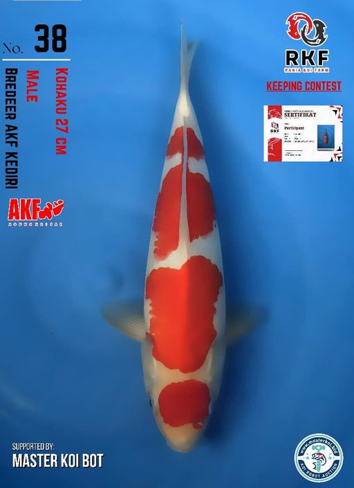 Lelang Koi Online, Jual Beli Ikan Koi, Pusat Jual Beli Koi, Info Lelang Koi Hari Ini, Platform Jual Beli Koi, Jual Beli Ikan Koi Online, Marketplace Ikan Koi, Jual Koi Terbaik, Tempat Beli Koi Berkualitas, Pasar Ikan Koi Online Terpercaya, Penjual Ikan Koi Terpercaya, Beli Koi Hias Online, Ikan Koi untuk Dijual, Koi Kualitas Terbaik, Toko Online Ikan Koi, Koi Hias Untuk Dijual, Jual Beli Ikan Koi Lokal, Koi Indonesia Online, Pusat Jual Beli Koi Terbesar