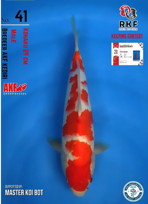 Lelang Koi Online, Jual Beli Ikan Koi, Pusat Jual Beli Koi, Info Lelang Koi Hari Ini, Platform Jual Beli Koi, Jual Beli Ikan Koi Online, Marketplace Ikan Koi, Jual Koi Terbaik, Tempat Beli Koi Berkualitas, Pasar Ikan Koi Online Terpercaya, Penjual Ikan Koi Terpercaya, Beli Koi Hias Online, Ikan Koi untuk Dijual, Koi Kualitas Terbaik, Toko Online Ikan Koi, Koi Hias Untuk Dijual, Jual Beli Ikan Koi Lokal, Koi Indonesia Online, Pusat Jual Beli Koi Terbesar