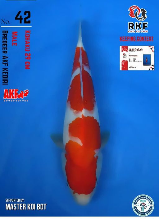 Lelang Koi Online, Jual Beli Ikan Koi, Pusat Jual Beli Koi, Info Lelang Koi Hari Ini, Platform Jual Beli Koi, Jual Beli Ikan Koi Online, Marketplace Ikan Koi, Jual Koi Terbaik, Tempat Beli Koi Berkualitas, Pasar Ikan Koi Online Terpercaya, Penjual Ikan Koi Terpercaya, Beli Koi Hias Online, Ikan Koi untuk Dijual, Koi Kualitas Terbaik, Toko Online Ikan Koi, Koi Hias Untuk Dijual, Jual Beli Ikan Koi Lokal, Koi Indonesia Online, Pusat Jual Beli Koi Terbesar