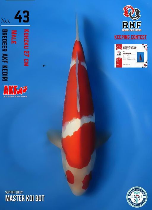 Lelang Koi Online, Jual Beli Ikan Koi, Pusat Jual Beli Koi, Info Lelang Koi Hari Ini, Platform Jual Beli Koi, Jual Beli Ikan Koi Online, Marketplace Ikan Koi, Jual Koi Terbaik, Tempat Beli Koi Berkualitas, Pasar Ikan Koi Online Terpercaya, Penjual Ikan Koi Terpercaya, Beli Koi Hias Online, Ikan Koi untuk Dijual, Koi Kualitas Terbaik, Toko Online Ikan Koi, Koi Hias Untuk Dijual, Jual Beli Ikan Koi Lokal, Koi Indonesia Online, Pusat Jual Beli Koi Terbesar