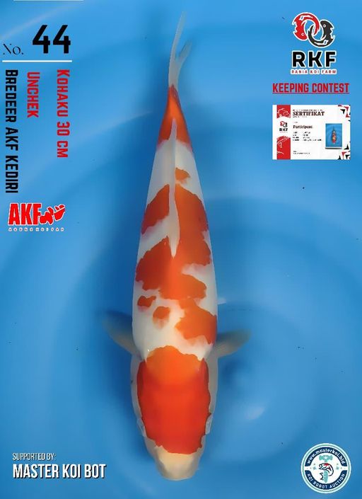 Lelang Koi Online, Jual Beli Ikan Koi, Pusat Jual Beli Koi, Info Lelang Koi Hari Ini, Platform Jual Beli Koi, Jual Beli Ikan Koi Online, Marketplace Ikan Koi, Jual Koi Terbaik, Tempat Beli Koi Berkualitas, Pasar Ikan Koi Online Terpercaya, Penjual Ikan Koi Terpercaya, Beli Koi Hias Online, Ikan Koi untuk Dijual, Koi Kualitas Terbaik, Toko Online Ikan Koi, Koi Hias Untuk Dijual, Jual Beli Ikan Koi Lokal, Koi Indonesia Online, Pusat Jual Beli Koi Terbesar