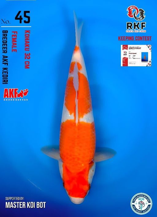 Lelang Koi Online, Jual Beli Ikan Koi, Pusat Jual Beli Koi, Info Lelang Koi Hari Ini, Platform Jual Beli Koi, Jual Beli Ikan Koi Online, Marketplace Ikan Koi, Jual Koi Terbaik, Tempat Beli Koi Berkualitas, Pasar Ikan Koi Online Terpercaya, Penjual Ikan Koi Terpercaya, Beli Koi Hias Online, Ikan Koi untuk Dijual, Koi Kualitas Terbaik, Toko Online Ikan Koi, Koi Hias Untuk Dijual, Jual Beli Ikan Koi Lokal, Koi Indonesia Online, Pusat Jual Beli Koi Terbesar