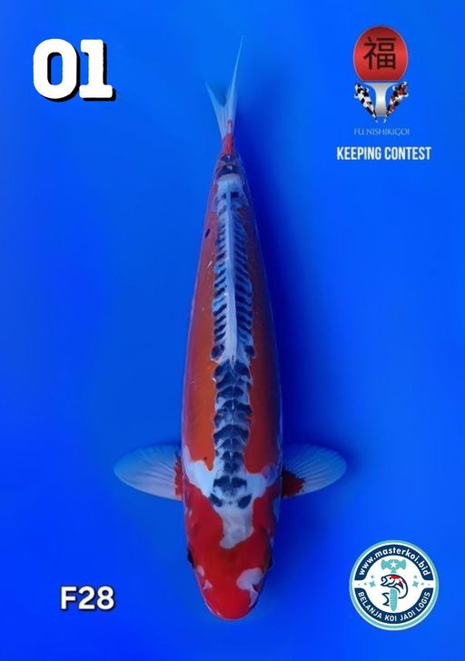 Lelang Koi Online, Jual Beli Ikan Koi, Pusat Jual Beli Koi, Info Lelang Koi Hari Ini, Platform Jual Beli Koi, Jual Beli Ikan Koi Online, Marketplace Ikan Koi, Jual Koi Terbaik, Tempat Beli Koi Berkualitas, Pasar Ikan Koi Online Terpercaya, Penjual Ikan Koi Terpercaya, Beli Koi Hias Online, Ikan Koi untuk Dijual, Koi Kualitas Terbaik, Toko Online Ikan Koi, Koi Hias Untuk Dijual, Jual Beli Ikan Koi Lokal, Koi Indonesia Online, Pusat Jual Beli Koi Terbesar