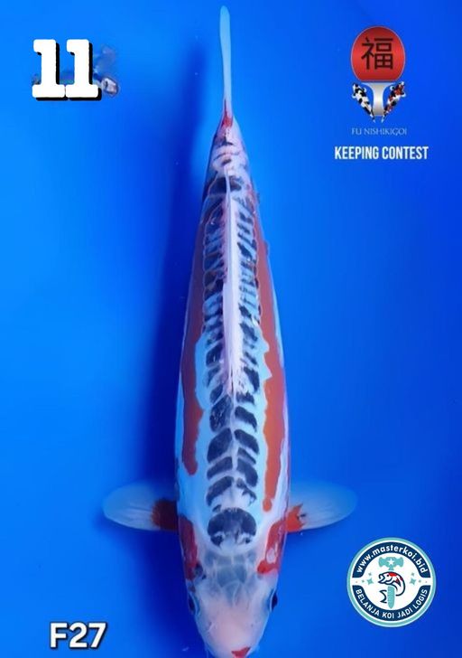 Lelang Koi Online, Jual Beli Ikan Koi, Pusat Jual Beli Koi, Info Lelang Koi Hari Ini, Platform Jual Beli Koi, Jual Beli Ikan Koi Online, Marketplace Ikan Koi, Jual Koi Terbaik, Tempat Beli Koi Berkualitas, Pasar Ikan Koi Online Terpercaya, Penjual Ikan Koi Terpercaya, Beli Koi Hias Online, Ikan Koi untuk Dijual, Koi Kualitas Terbaik, Toko Online Ikan Koi, Koi Hias Untuk Dijual, Jual Beli Ikan Koi Lokal, Koi Indonesia Online, Pusat Jual Beli Koi Terbesar