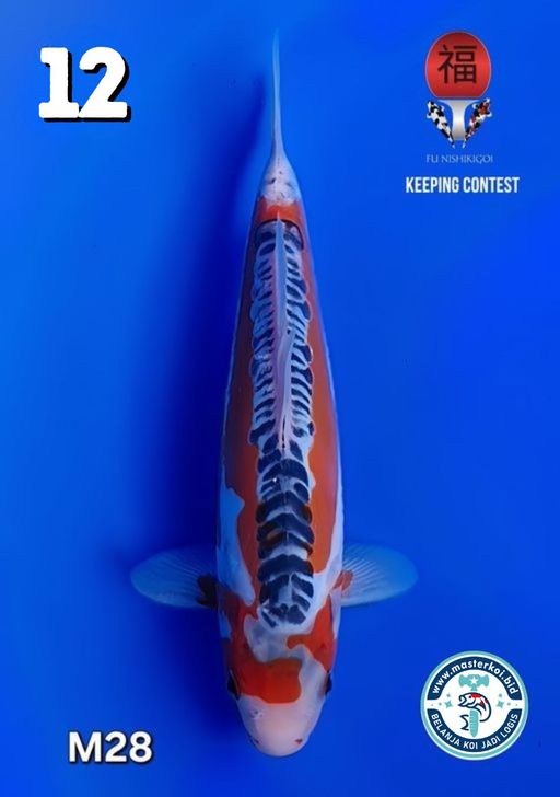 Lelang Koi Online, Jual Beli Ikan Koi, Pusat Jual Beli Koi, Info Lelang Koi Hari Ini, Platform Jual Beli Koi, Jual Beli Ikan Koi Online, Marketplace Ikan Koi, Jual Koi Terbaik, Tempat Beli Koi Berkualitas, Pasar Ikan Koi Online Terpercaya, Penjual Ikan Koi Terpercaya, Beli Koi Hias Online, Ikan Koi untuk Dijual, Koi Kualitas Terbaik, Toko Online Ikan Koi, Koi Hias Untuk Dijual, Jual Beli Ikan Koi Lokal, Koi Indonesia Online, Pusat Jual Beli Koi Terbesar