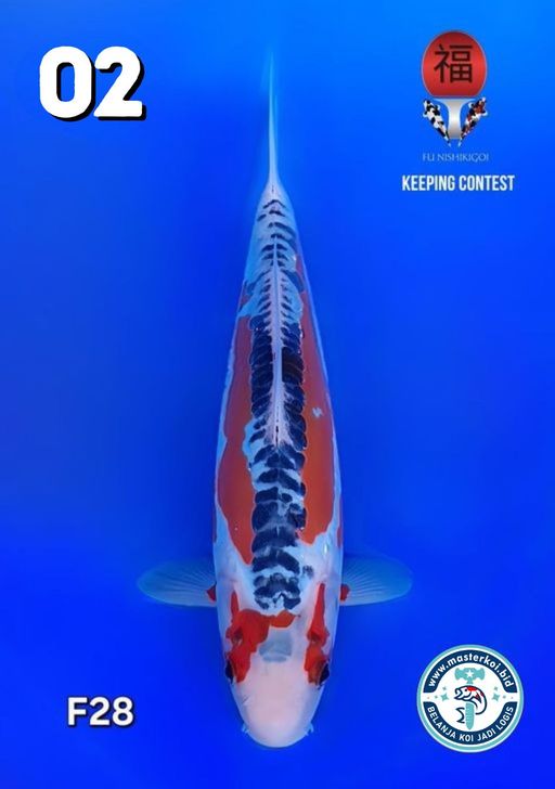 Lelang Koi Online, Jual Beli Ikan Koi, Pusat Jual Beli Koi, Info Lelang Koi Hari Ini, Platform Jual Beli Koi, Jual Beli Ikan Koi Online, Marketplace Ikan Koi, Jual Koi Terbaik, Tempat Beli Koi Berkualitas, Pasar Ikan Koi Online Terpercaya, Penjual Ikan Koi Terpercaya, Beli Koi Hias Online, Ikan Koi untuk Dijual, Koi Kualitas Terbaik, Toko Online Ikan Koi, Koi Hias Untuk Dijual, Jual Beli Ikan Koi Lokal, Koi Indonesia Online, Pusat Jual Beli Koi Terbesar