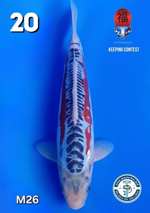 Lelang Koi Online, Jual Beli Ikan Koi, Pusat Jual Beli Koi, Info Lelang Koi Hari Ini, Platform Jual Beli Koi, Jual Beli Ikan Koi Online, Marketplace Ikan Koi, Jual Koi Terbaik, Tempat Beli Koi Berkualitas, Pasar Ikan Koi Online Terpercaya, Penjual Ikan Koi Terpercaya, Beli Koi Hias Online, Ikan Koi untuk Dijual, Koi Kualitas Terbaik, Toko Online Ikan Koi, Koi Hias Untuk Dijual, Jual Beli Ikan Koi Lokal, Koi Indonesia Online, Pusat Jual Beli Koi Terbesar