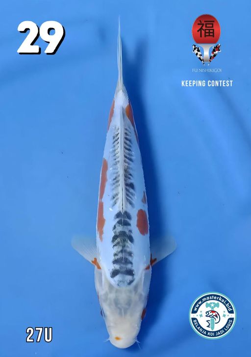 Lelang Koi Online, Jual Beli Ikan Koi, Pusat Jual Beli Koi, Info Lelang Koi Hari Ini, Platform Jual Beli Koi, Jual Beli Ikan Koi Online, Marketplace Ikan Koi, Jual Koi Terbaik, Tempat Beli Koi Berkualitas, Pasar Ikan Koi Online Terpercaya, Penjual Ikan Koi Terpercaya, Beli Koi Hias Online, Ikan Koi untuk Dijual, Koi Kualitas Terbaik, Toko Online Ikan Koi, Koi Hias Untuk Dijual, Jual Beli Ikan Koi Lokal, Koi Indonesia Online, Pusat Jual Beli Koi Terbesar