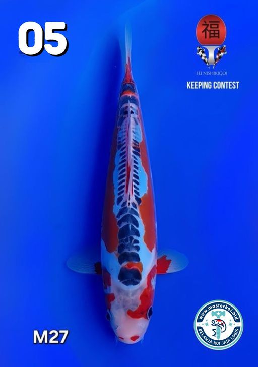 Lelang Koi Online, Jual Beli Ikan Koi, Pusat Jual Beli Koi, Info Lelang Koi Hari Ini, Platform Jual Beli Koi, Jual Beli Ikan Koi Online, Marketplace Ikan Koi, Jual Koi Terbaik, Tempat Beli Koi Berkualitas, Pasar Ikan Koi Online Terpercaya, Penjual Ikan Koi Terpercaya, Beli Koi Hias Online, Ikan Koi untuk Dijual, Koi Kualitas Terbaik, Toko Online Ikan Koi, Koi Hias Untuk Dijual, Jual Beli Ikan Koi Lokal, Koi Indonesia Online, Pusat Jual Beli Koi Terbesar