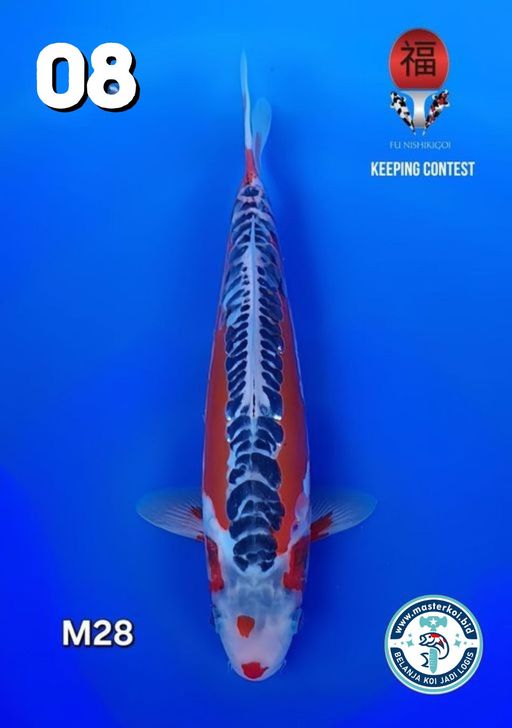 Lelang Koi Online, Jual Beli Ikan Koi, Pusat Jual Beli Koi, Info Lelang Koi Hari Ini, Platform Jual Beli Koi, Jual Beli Ikan Koi Online, Marketplace Ikan Koi, Jual Koi Terbaik, Tempat Beli Koi Berkualitas, Pasar Ikan Koi Online Terpercaya, Penjual Ikan Koi Terpercaya, Beli Koi Hias Online, Ikan Koi untuk Dijual, Koi Kualitas Terbaik, Toko Online Ikan Koi, Koi Hias Untuk Dijual, Jual Beli Ikan Koi Lokal, Koi Indonesia Online, Pusat Jual Beli Koi Terbesar