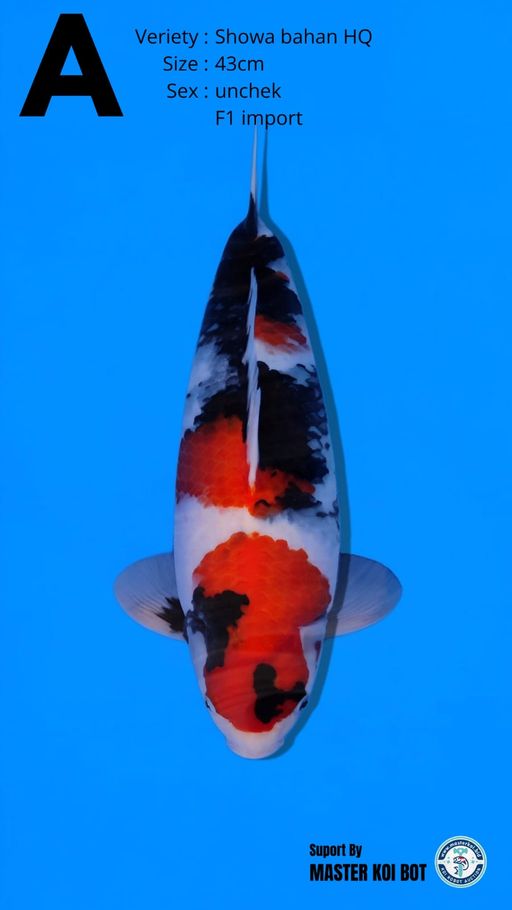 Lelang Koi Online, Jual Beli Ikan Koi, Pusat Jual Beli Koi, Info Lelang Koi Hari Ini, Platform Jual Beli Koi, Jual Beli Ikan Koi Online, Marketplace Ikan Koi, Jual Koi Terbaik, Tempat Beli Koi Berkualitas, Pasar Ikan Koi Online Terpercaya, Penjual Ikan Koi Terpercaya, Beli Koi Hias Online, Ikan Koi untuk Dijual, Koi Kualitas Terbaik, Toko Online Ikan Koi, Koi Hias Untuk Dijual, Jual Beli Ikan Koi Lokal, Koi Indonesia Online, Pusat Jual Beli Koi Terbesar