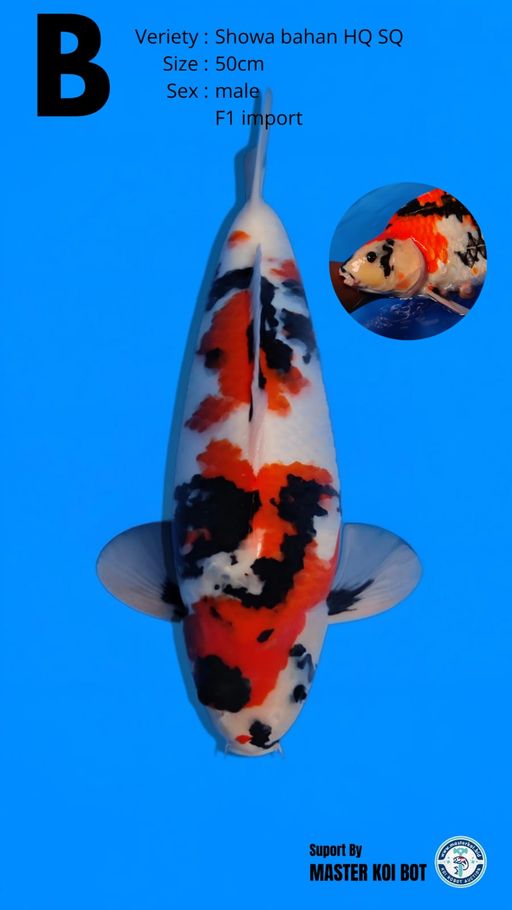 Lelang Koi Online, Jual Beli Ikan Koi, Pusat Jual Beli Koi, Info Lelang Koi Hari Ini, Platform Jual Beli Koi, Jual Beli Ikan Koi Online, Marketplace Ikan Koi, Jual Koi Terbaik, Tempat Beli Koi Berkualitas, Pasar Ikan Koi Online Terpercaya, Penjual Ikan Koi Terpercaya, Beli Koi Hias Online, Ikan Koi untuk Dijual, Koi Kualitas Terbaik, Toko Online Ikan Koi, Koi Hias Untuk Dijual, Jual Beli Ikan Koi Lokal, Koi Indonesia Online, Pusat Jual Beli Koi Terbesar