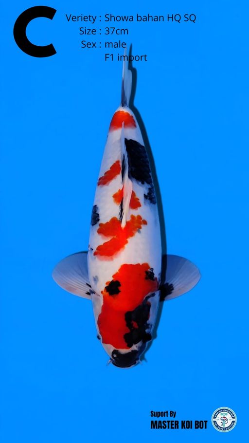 Lelang Koi Online, Jual Beli Ikan Koi, Pusat Jual Beli Koi, Info Lelang Koi Hari Ini, Platform Jual Beli Koi, Jual Beli Ikan Koi Online, Marketplace Ikan Koi, Jual Koi Terbaik, Tempat Beli Koi Berkualitas, Pasar Ikan Koi Online Terpercaya, Penjual Ikan Koi Terpercaya, Beli Koi Hias Online, Ikan Koi untuk Dijual, Koi Kualitas Terbaik, Toko Online Ikan Koi, Koi Hias Untuk Dijual, Jual Beli Ikan Koi Lokal, Koi Indonesia Online, Pusat Jual Beli Koi Terbesar