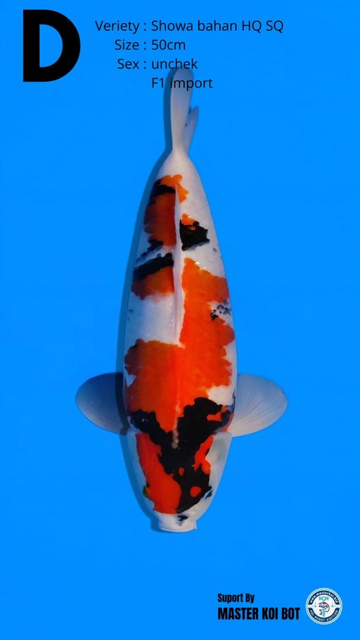 Lelang Koi Online, Jual Beli Ikan Koi, Pusat Jual Beli Koi, Info Lelang Koi Hari Ini, Platform Jual Beli Koi, Jual Beli Ikan Koi Online, Marketplace Ikan Koi, Jual Koi Terbaik, Tempat Beli Koi Berkualitas, Pasar Ikan Koi Online Terpercaya, Penjual Ikan Koi Terpercaya, Beli Koi Hias Online, Ikan Koi untuk Dijual, Koi Kualitas Terbaik, Toko Online Ikan Koi, Koi Hias Untuk Dijual, Jual Beli Ikan Koi Lokal, Koi Indonesia Online, Pusat Jual Beli Koi Terbesar