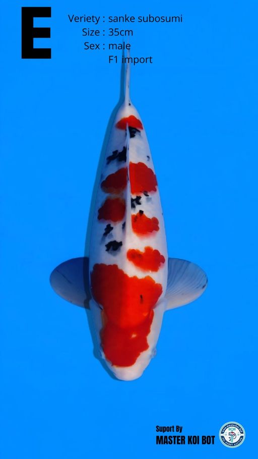 Lelang Koi Online, Jual Beli Ikan Koi, Pusat Jual Beli Koi, Info Lelang Koi Hari Ini, Platform Jual Beli Koi, Jual Beli Ikan Koi Online, Marketplace Ikan Koi, Jual Koi Terbaik, Tempat Beli Koi Berkualitas, Pasar Ikan Koi Online Terpercaya, Penjual Ikan Koi Terpercaya, Beli Koi Hias Online, Ikan Koi untuk Dijual, Koi Kualitas Terbaik, Toko Online Ikan Koi, Koi Hias Untuk Dijual, Jual Beli Ikan Koi Lokal, Koi Indonesia Online, Pusat Jual Beli Koi Terbesar