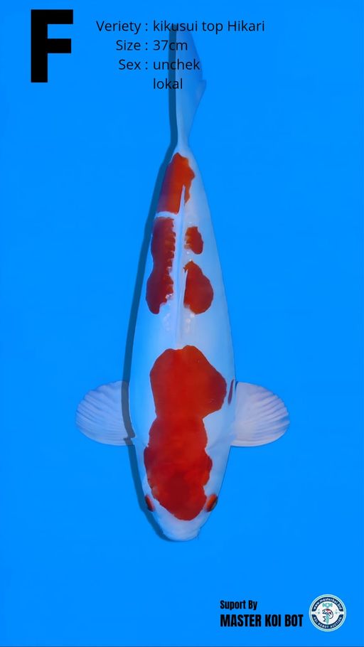 Lelang Koi Online, Jual Beli Ikan Koi, Pusat Jual Beli Koi, Info Lelang Koi Hari Ini, Platform Jual Beli Koi, Jual Beli Ikan Koi Online, Marketplace Ikan Koi, Jual Koi Terbaik, Tempat Beli Koi Berkualitas, Pasar Ikan Koi Online Terpercaya, Penjual Ikan Koi Terpercaya, Beli Koi Hias Online, Ikan Koi untuk Dijual, Koi Kualitas Terbaik, Toko Online Ikan Koi, Koi Hias Untuk Dijual, Jual Beli Ikan Koi Lokal, Koi Indonesia Online, Pusat Jual Beli Koi Terbesar