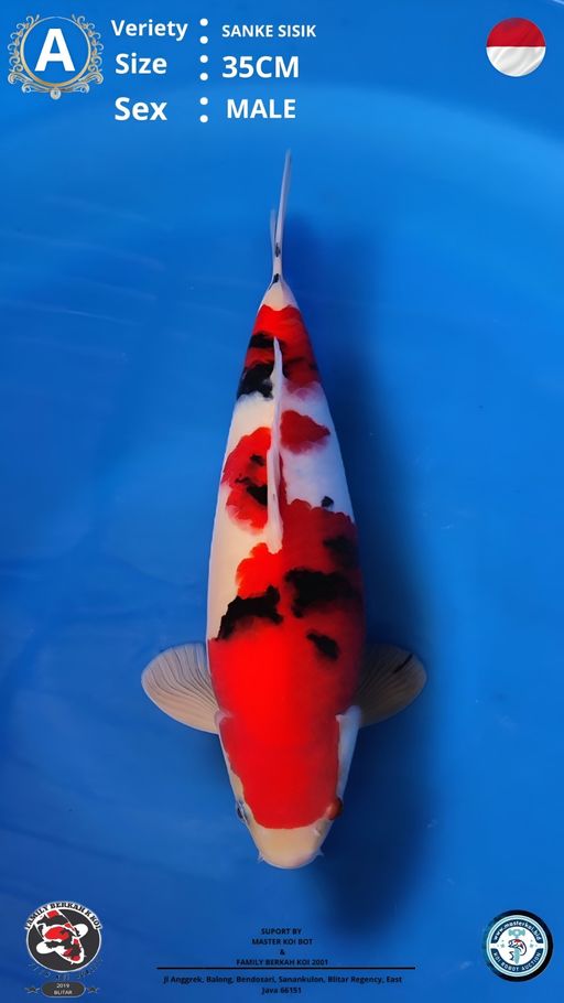 Lelang Koi Online, Jual Beli Ikan Koi, Pusat Jual Beli Koi, Info Lelang Koi Hari Ini, Platform Jual Beli Koi, Jual Beli Ikan Koi Online, Marketplace Ikan Koi, Jual Koi Terbaik, Tempat Beli Koi Berkualitas, Pasar Ikan Koi Online Terpercaya, Penjual Ikan Koi Terpercaya, Beli Koi Hias Online, Ikan Koi untuk Dijual, Koi Kualitas Terbaik, Toko Online Ikan Koi, Koi Hias Untuk Dijual, Jual Beli Ikan Koi Lokal, Koi Indonesia Online, Pusat Jual Beli Koi Terbesar