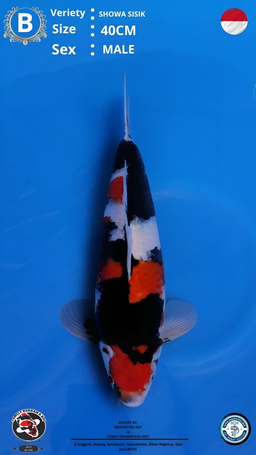 Lelang Koi Online, Jual Beli Ikan Koi, Pusat Jual Beli Koi, Info Lelang Koi Hari Ini, Platform Jual Beli Koi, Jual Beli Ikan Koi Online, Marketplace Ikan Koi, Jual Koi Terbaik, Tempat Beli Koi Berkualitas, Pasar Ikan Koi Online Terpercaya, Penjual Ikan Koi Terpercaya, Beli Koi Hias Online, Ikan Koi untuk Dijual, Koi Kualitas Terbaik, Toko Online Ikan Koi, Koi Hias Untuk Dijual, Jual Beli Ikan Koi Lokal, Koi Indonesia Online, Pusat Jual Beli Koi Terbesar