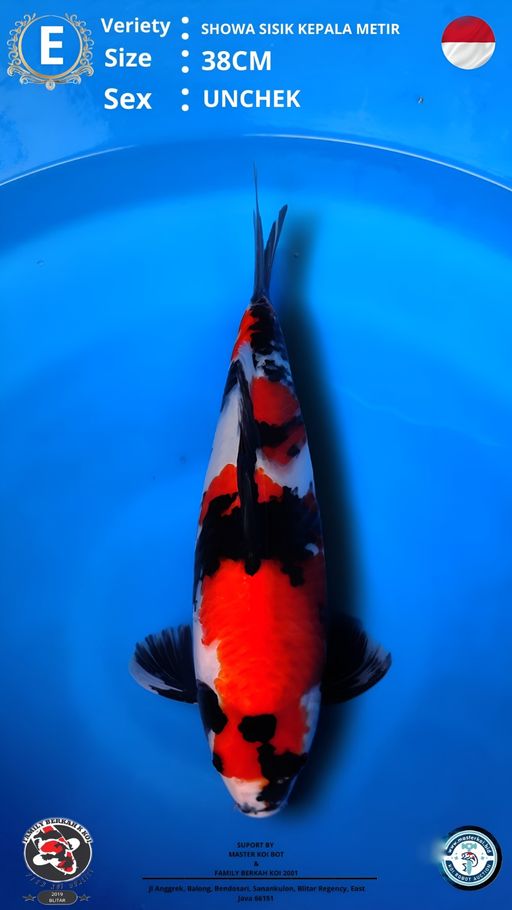 Lelang Koi Online, Jual Beli Ikan Koi, Pusat Jual Beli Koi, Info Lelang Koi Hari Ini, Platform Jual Beli Koi, Jual Beli Ikan Koi Online, Marketplace Ikan Koi, Jual Koi Terbaik, Tempat Beli Koi Berkualitas, Pasar Ikan Koi Online Terpercaya, Penjual Ikan Koi Terpercaya, Beli Koi Hias Online, Ikan Koi untuk Dijual, Koi Kualitas Terbaik, Toko Online Ikan Koi, Koi Hias Untuk Dijual, Jual Beli Ikan Koi Lokal, Koi Indonesia Online, Pusat Jual Beli Koi Terbesar