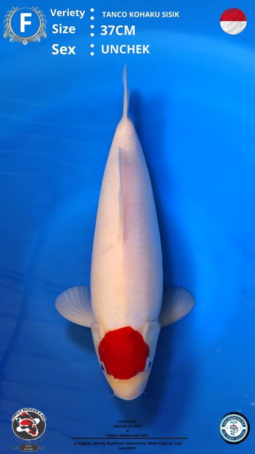 Lelang Koi Online, Jual Beli Ikan Koi, Pusat Jual Beli Koi, Info Lelang Koi Hari Ini, Platform Jual Beli Koi, Jual Beli Ikan Koi Online, Marketplace Ikan Koi, Jual Koi Terbaik, Tempat Beli Koi Berkualitas, Pasar Ikan Koi Online Terpercaya, Penjual Ikan Koi Terpercaya, Beli Koi Hias Online, Ikan Koi untuk Dijual, Koi Kualitas Terbaik, Toko Online Ikan Koi, Koi Hias Untuk Dijual, Jual Beli Ikan Koi Lokal, Koi Indonesia Online, Pusat Jual Beli Koi Terbesar