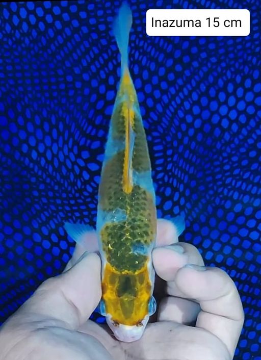 Lelang Koi Online, Jual Beli Ikan Koi, Pusat Jual Beli Koi, Info Lelang Koi Hari Ini, Platform Jual Beli Koi, Jual Beli Ikan Koi Online, Marketplace Ikan Koi, Jual Koi Terbaik, Tempat Beli Koi Berkualitas, Pasar Ikan Koi Online Terpercaya, Penjual Ikan Koi Terpercaya, Beli Koi Hias Online, Ikan Koi untuk Dijual, Koi Kualitas Terbaik, Toko Online Ikan Koi, Koi Hias Untuk Dijual, Jual Beli Ikan Koi Lokal, Koi Indonesia Online, Pusat Jual Beli Koi Terbesar