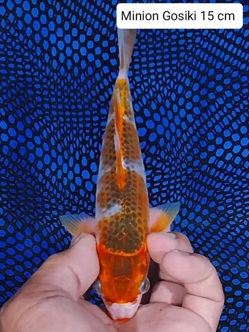 Lelang Koi Online, Jual Beli Ikan Koi, Pusat Jual Beli Koi, Info Lelang Koi Hari Ini, Platform Jual Beli Koi, Jual Beli Ikan Koi Online, Marketplace Ikan Koi, Jual Koi Terbaik, Tempat Beli Koi Berkualitas, Pasar Ikan Koi Online Terpercaya, Penjual Ikan Koi Terpercaya, Beli Koi Hias Online, Ikan Koi untuk Dijual, Koi Kualitas Terbaik, Toko Online Ikan Koi, Koi Hias Untuk Dijual, Jual Beli Ikan Koi Lokal, Koi Indonesia Online, Pusat Jual Beli Koi Terbesar