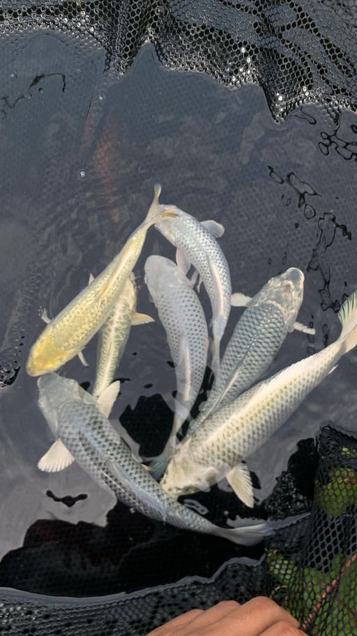 Lelang Koi Online, Jual Beli Ikan Koi, Pusat Jual Beli Koi, Info Lelang Koi Hari Ini, Platform Jual Beli Koi, Jual Beli Ikan Koi Online, Marketplace Ikan Koi, Jual Koi Terbaik, Tempat Beli Koi Berkualitas, Pasar Ikan Koi Online Terpercaya, Penjual Ikan Koi Terpercaya, Beli Koi Hias Online, Ikan Koi untuk Dijual, Koi Kualitas Terbaik, Toko Online Ikan Koi, Koi Hias Untuk Dijual, Jual Beli Ikan Koi Lokal, Koi Indonesia Online, Pusat Jual Beli Koi Terbesar