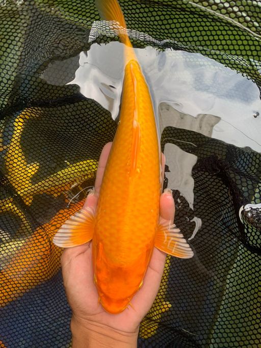 Lelang Koi Online, Jual Beli Ikan Koi, Pusat Jual Beli Koi, Info Lelang Koi Hari Ini, Platform Jual Beli Koi, Jual Beli Ikan Koi Online, Marketplace Ikan Koi, Jual Koi Terbaik, Tempat Beli Koi Berkualitas, Pasar Ikan Koi Online Terpercaya, Penjual Ikan Koi Terpercaya, Beli Koi Hias Online, Ikan Koi untuk Dijual, Koi Kualitas Terbaik, Toko Online Ikan Koi, Koi Hias Untuk Dijual, Jual Beli Ikan Koi Lokal, Koi Indonesia Online, Pusat Jual Beli Koi Terbesar