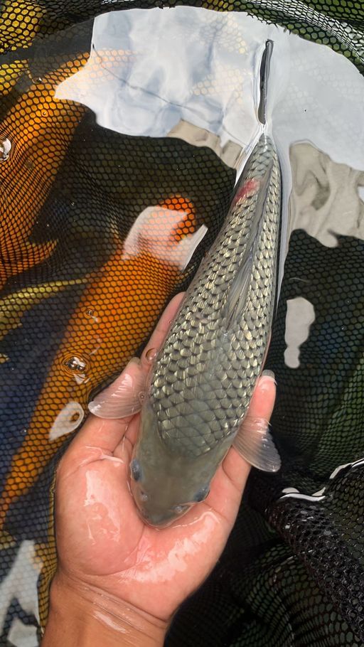 Lelang Koi Online, Jual Beli Ikan Koi, Pusat Jual Beli Koi, Info Lelang Koi Hari Ini, Platform Jual Beli Koi, Jual Beli Ikan Koi Online, Marketplace Ikan Koi, Jual Koi Terbaik, Tempat Beli Koi Berkualitas, Pasar Ikan Koi Online Terpercaya, Penjual Ikan Koi Terpercaya, Beli Koi Hias Online, Ikan Koi untuk Dijual, Koi Kualitas Terbaik, Toko Online Ikan Koi, Koi Hias Untuk Dijual, Jual Beli Ikan Koi Lokal, Koi Indonesia Online, Pusat Jual Beli Koi Terbesar
