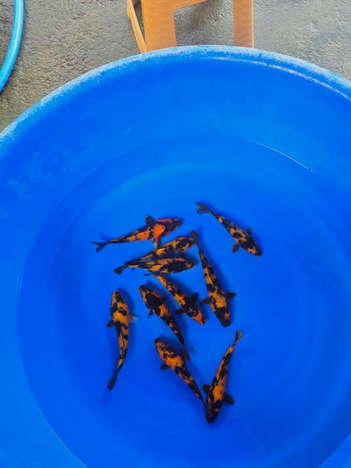 Lelang Koi Online, Jual Beli Ikan Koi, Pusat Jual Beli Koi, Info Lelang Koi Hari Ini, Platform Jual Beli Koi, Jual Beli Ikan Koi Online, Marketplace Ikan Koi, Jual Koi Terbaik, Tempat Beli Koi Berkualitas, Pasar Ikan Koi Online Terpercaya, Penjual Ikan Koi Terpercaya, Beli Koi Hias Online, Ikan Koi untuk Dijual, Koi Kualitas Terbaik, Toko Online Ikan Koi, Koi Hias Untuk Dijual, Jual Beli Ikan Koi Lokal, Koi Indonesia Online, Pusat Jual Beli Koi Terbesar