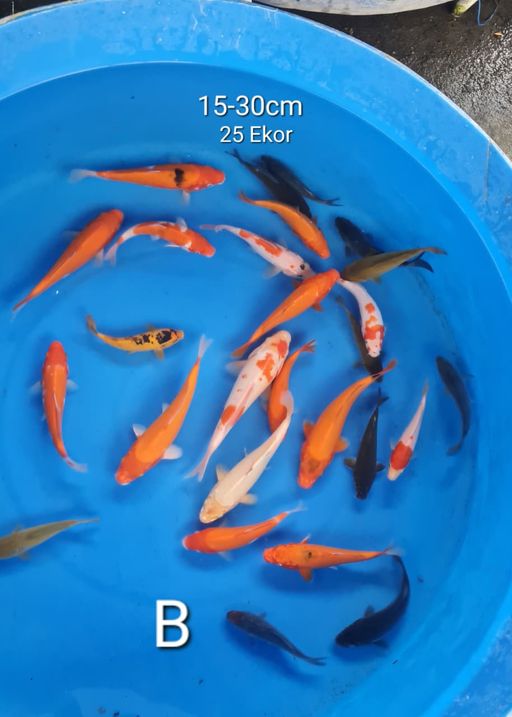 Lelang Koi Online, Jual Beli Ikan Koi, Pusat Jual Beli Koi, Info Lelang Koi Hari Ini, Platform Jual Beli Koi, Jual Beli Ikan Koi Online, Marketplace Ikan Koi, Jual Koi Terbaik, Tempat Beli Koi Berkualitas, Pasar Ikan Koi Online Terpercaya, Penjual Ikan Koi Terpercaya, Beli Koi Hias Online, Ikan Koi untuk Dijual, Koi Kualitas Terbaik, Toko Online Ikan Koi, Koi Hias Untuk Dijual, Jual Beli Ikan Koi Lokal, Koi Indonesia Online, Pusat Jual Beli Koi Terbesar