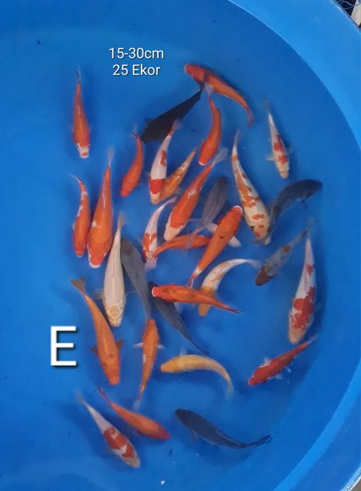 Lelang Koi Online, Jual Beli Ikan Koi, Pusat Jual Beli Koi, Info Lelang Koi Hari Ini, Platform Jual Beli Koi, Jual Beli Ikan Koi Online, Marketplace Ikan Koi, Jual Koi Terbaik, Tempat Beli Koi Berkualitas, Pasar Ikan Koi Online Terpercaya, Penjual Ikan Koi Terpercaya, Beli Koi Hias Online, Ikan Koi untuk Dijual, Koi Kualitas Terbaik, Toko Online Ikan Koi, Koi Hias Untuk Dijual, Jual Beli Ikan Koi Lokal, Koi Indonesia Online, Pusat Jual Beli Koi Terbesar